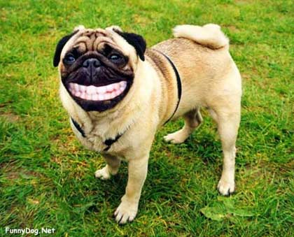 [Immagine: dog-smile.jpg]